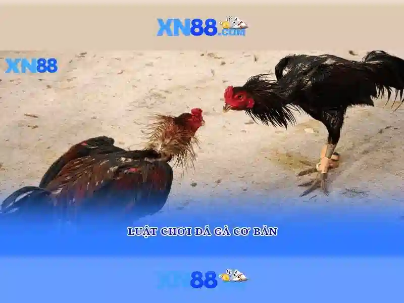 Sản phẩm và dịch vụ cốt lõi: ứng dụng thực tế của tải app xn88