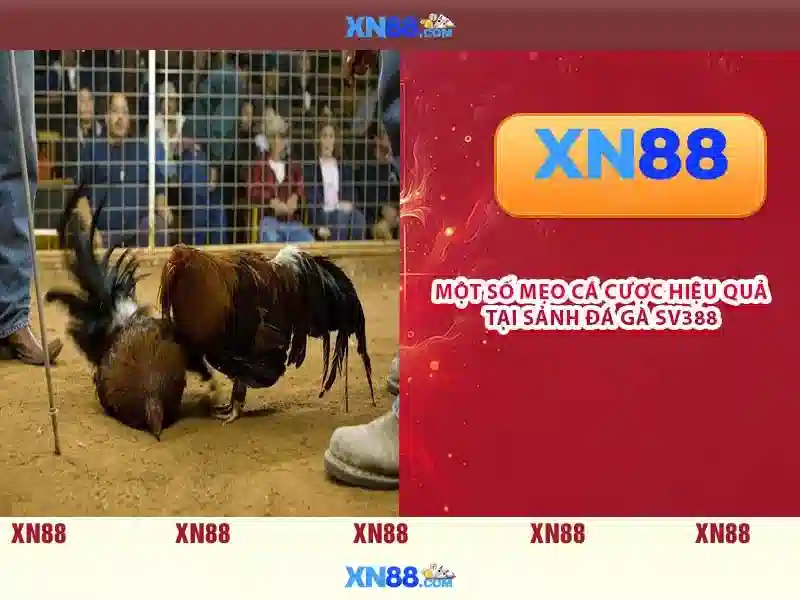 Tính năng nổi bật của xn88