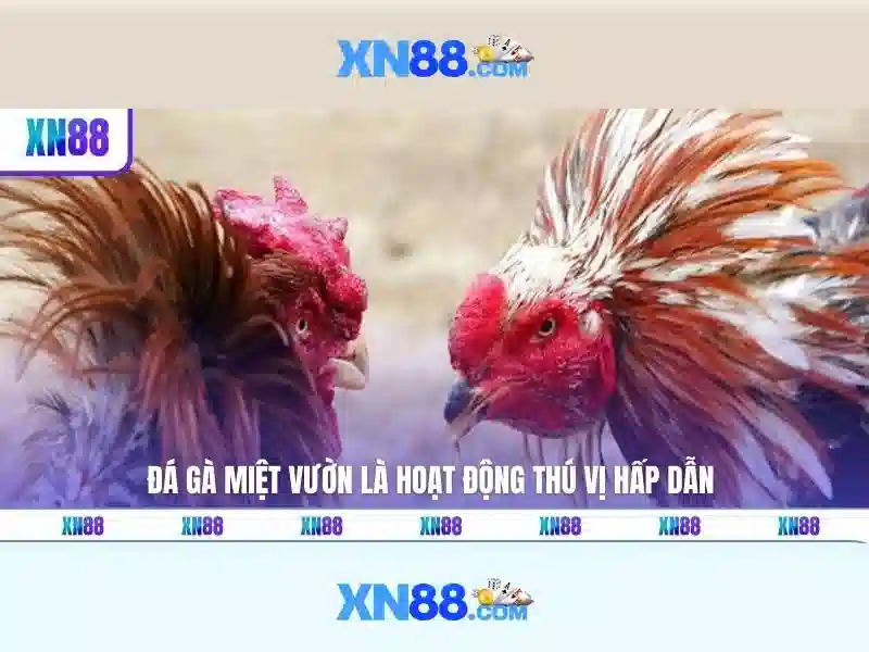 XN88: Tổng quan về nền tảng cá cược trực tuyến