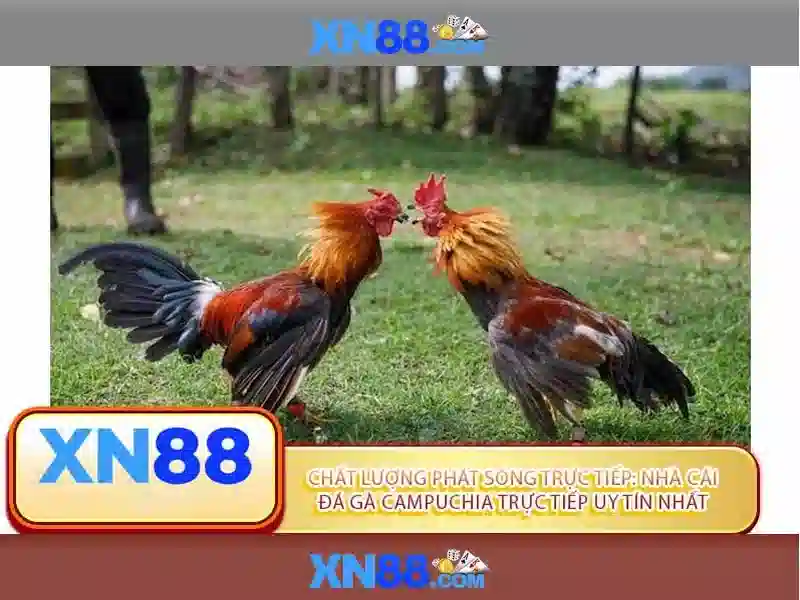 An toàn và uy tín khi tham gia xn88
