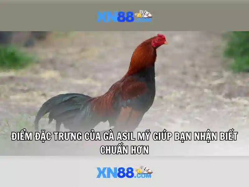 Giới thiệu về xn88